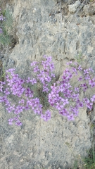 Matthiola fruticulosa