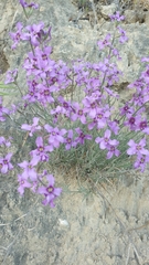 Matthiola fruticulosa