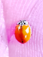 Adalia decempunctata