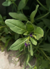 Asperugo procumbens