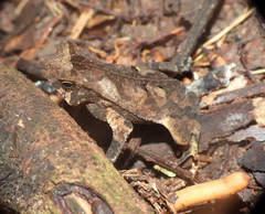 Rhinella castaneotica
