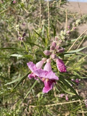 Chilopsis linearis