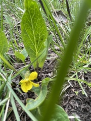 Viola orbiculata