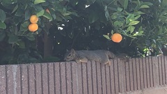 Sciurus niger
