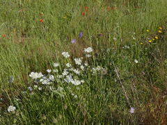 Tordylium officinale