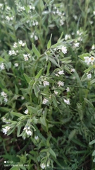 Buglossoides czernjajevii