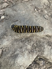Metardaris cosinga