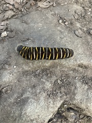 Metardaris cosinga