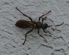 Vulgichneumon