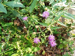 Vernonia greggii