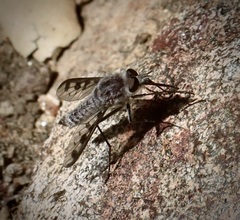 Thevenetimyia tridentata