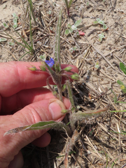 Tradescantia subacaulis