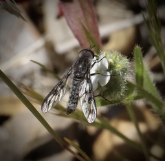 Thevenetimyia tridentata