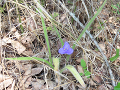 Tradescantia subacaulis