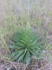 Echium boissieri