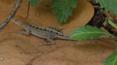 Anolis sagrei