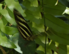 Heliconius charithonia