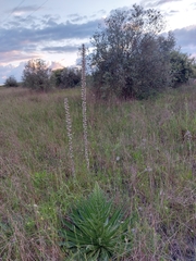 Echium boissieri
