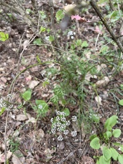Lomatium geyeri