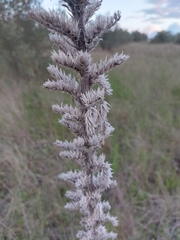 Echium boissieri