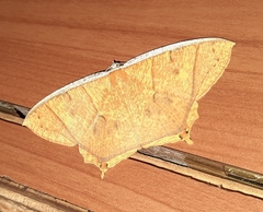 Thinopteryx crocoptera