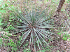 Yucca louisianensis
