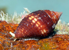 Pseudonebularia chrysalis