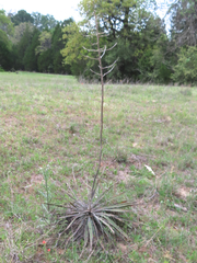 Yucca louisianensis