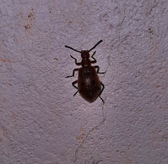 Cerogria quadrimaculata