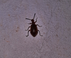 Cerogria quadrimaculata