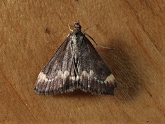 Pyrausta nicalis