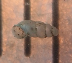 Carychium exile