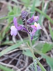 Linaria ricardoi
