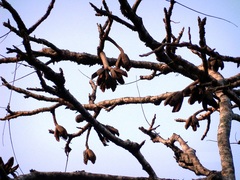 Cedrela salvadorensis