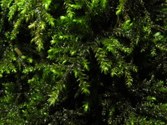 Thamnobryum