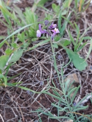 Linaria ricardoi