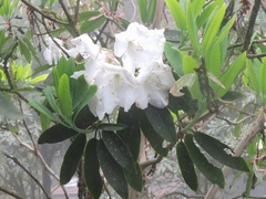 Rhododendron griffithianum