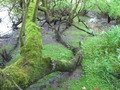 Thamnobryum