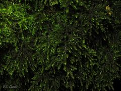 Thamnobryum