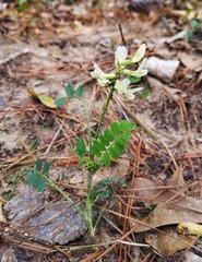 Astragalus soxmaniorum