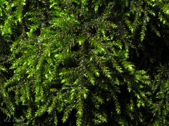 Thamnobryum