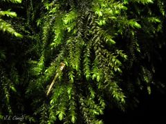 Thamnobryum