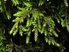 Thamnobryum