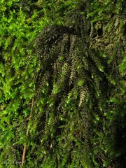 Thamnobryum