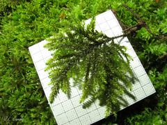 Thamnobryum
