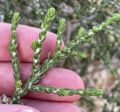 Thymelaea hirsuta