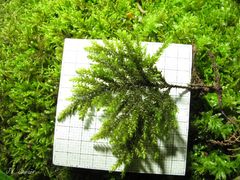 Thamnobryum