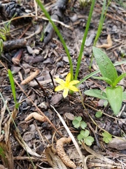 Hypoxis wrightii