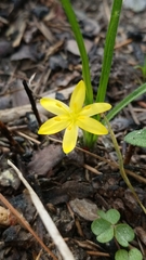 Hypoxis wrightii