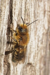 Osmia niveata